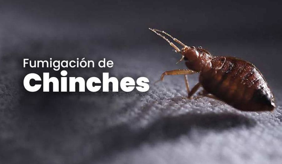 FUMIGACION DE CHINCHES