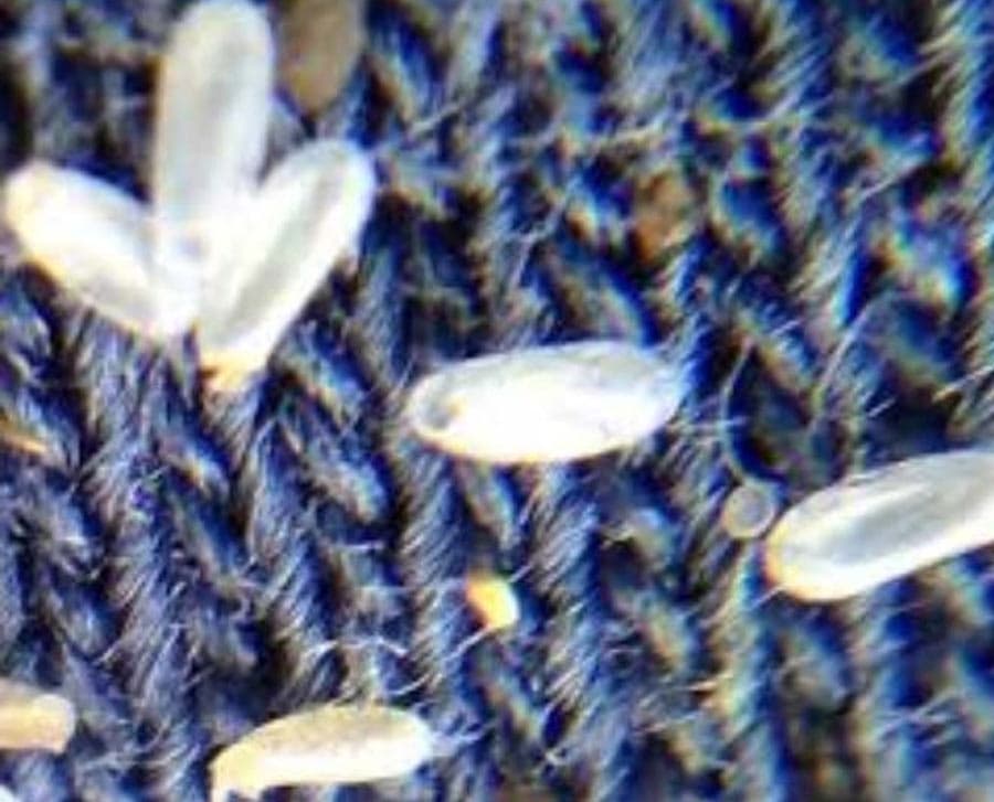 ¿Porqué es tan difícil eliminar a las chinches de cama definitivamente?
