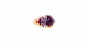 Tercera etapa: Larval en fase de crecimiento