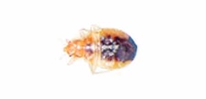 Cuarta etapa: Larval en fase de crecimiento