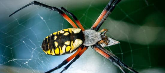 Araña Amarilla de Jardín (Argiope aurantia)