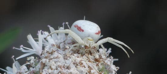 Araña Camuflada de Las Flores (Misumena vatia)