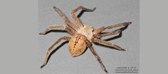 Araña Cazadora Dorada (Olios giganteus)