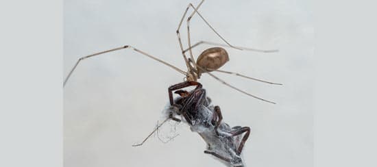 Araña Patona Casera (Pholcus phalangioides)