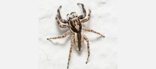Araña Saltarina Gris de Pared (Menemerus bivittatus)
