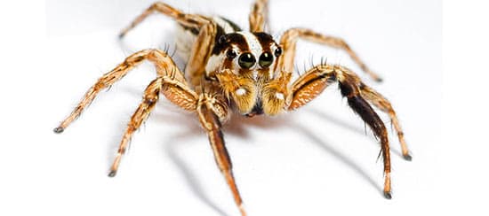 Araña Saltarina Pantropical (Plexippus paykulli)
