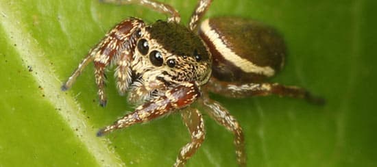 Araña Saltarina Verde Metálico (Sassacus vitis)