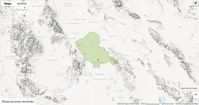 Tipos de arañas en Chihuahua