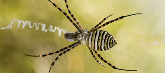 Araña de Jardín Bandeada (Argiope trifasciata)
