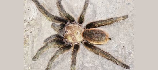 Tarántula Café Chocolate (Aphonopelma hentzi)