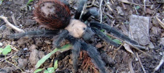 Tarántula Mexicana Gris (Aphonopelma pallidum)