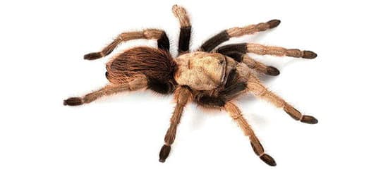Tarántula Rubia del Desierto de Norteamérica (Aphonopelma chalcodes)