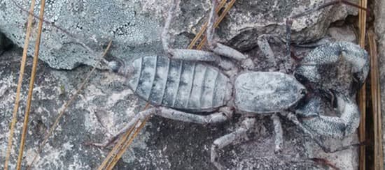 Vinagrillo Gigante (Mastigoproctus giganteus)