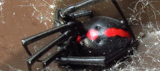 Viuda Negra (Latrodectus mactans)