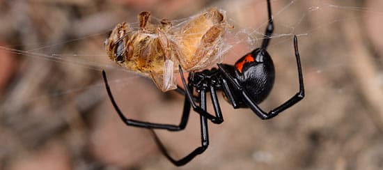 Viuda Negra Norteña (Latrodectus hesperus)