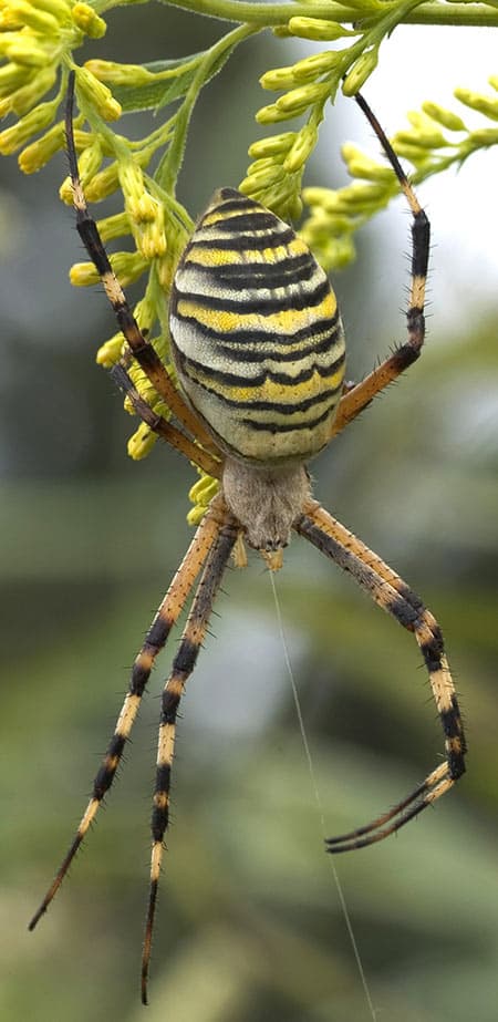 Aracnofauna del Estado de Chihuahua