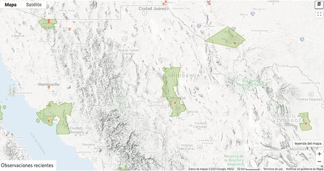 Tipos de arañas en Chihuahua