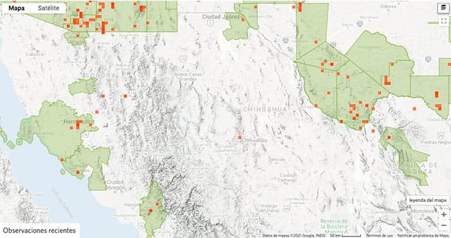 Tipos de arañas en Chihuahua