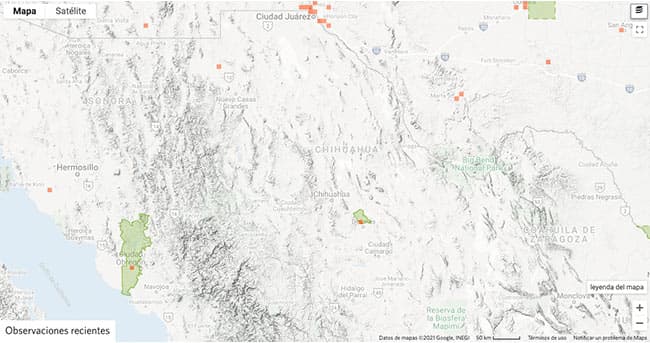 Tipos de arañas en Chihuahua