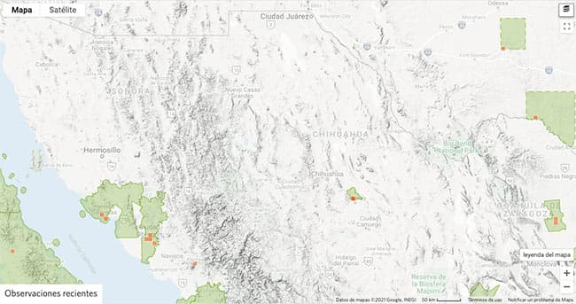 Tipos de arañas en Chihuahua