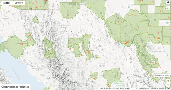 Tipos de arañas en Chihuahua