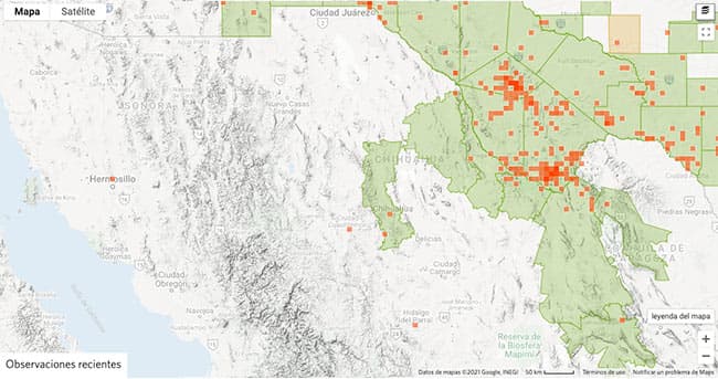 Tipos de arañas en Chihuahua
