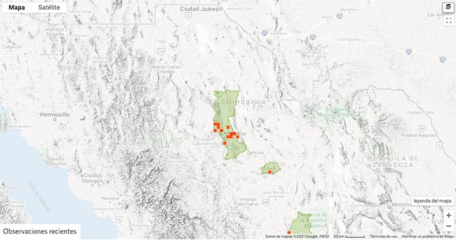 Tipos de arañas en Chihuahua