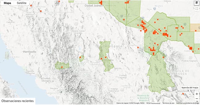 Tipos de arañas en Chihuahua