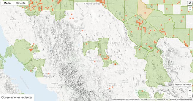 Tipos de arañas en Chihuahua