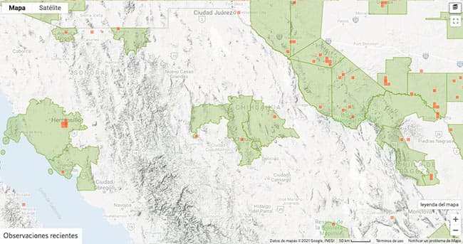 Tipos de arañas en Chihuahua