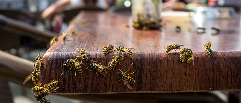 abejas en restaurantes