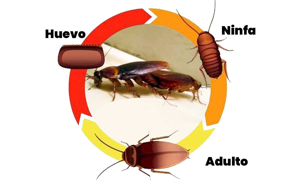 Cómo Se Reproducen Las Cucarachas】 Ciclo De Vida Explicado