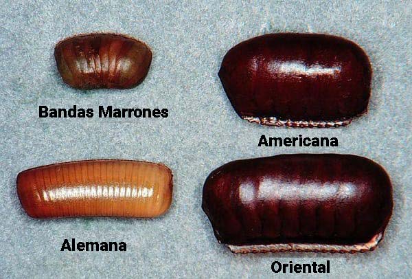 cucaracha reproduccion asexual