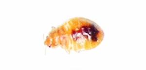 larva de chinches casi adulta
