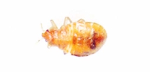 larva de chinches madura