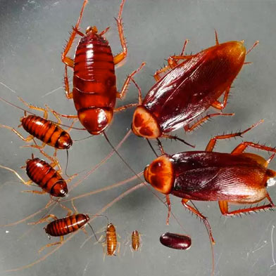 forma de reproducción de las cucarachas