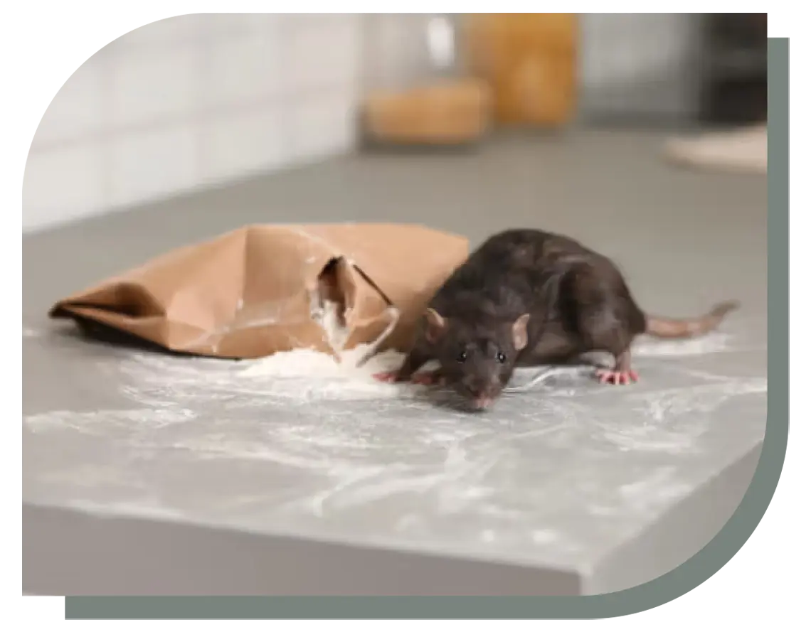 plagas comunes de la industria alimenticia plagas comunes de la industria alimenticia